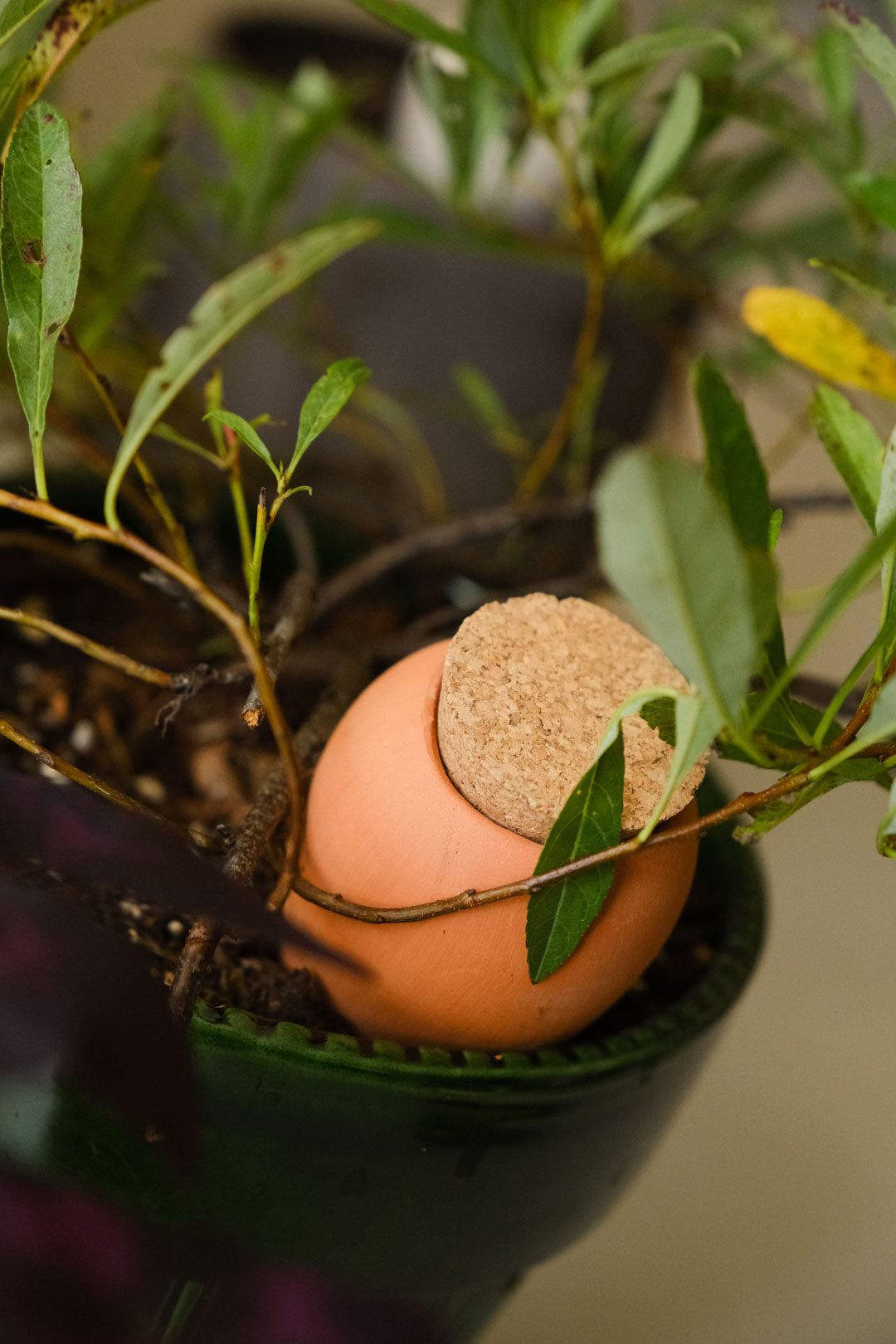 Mini Olla Trio Classic