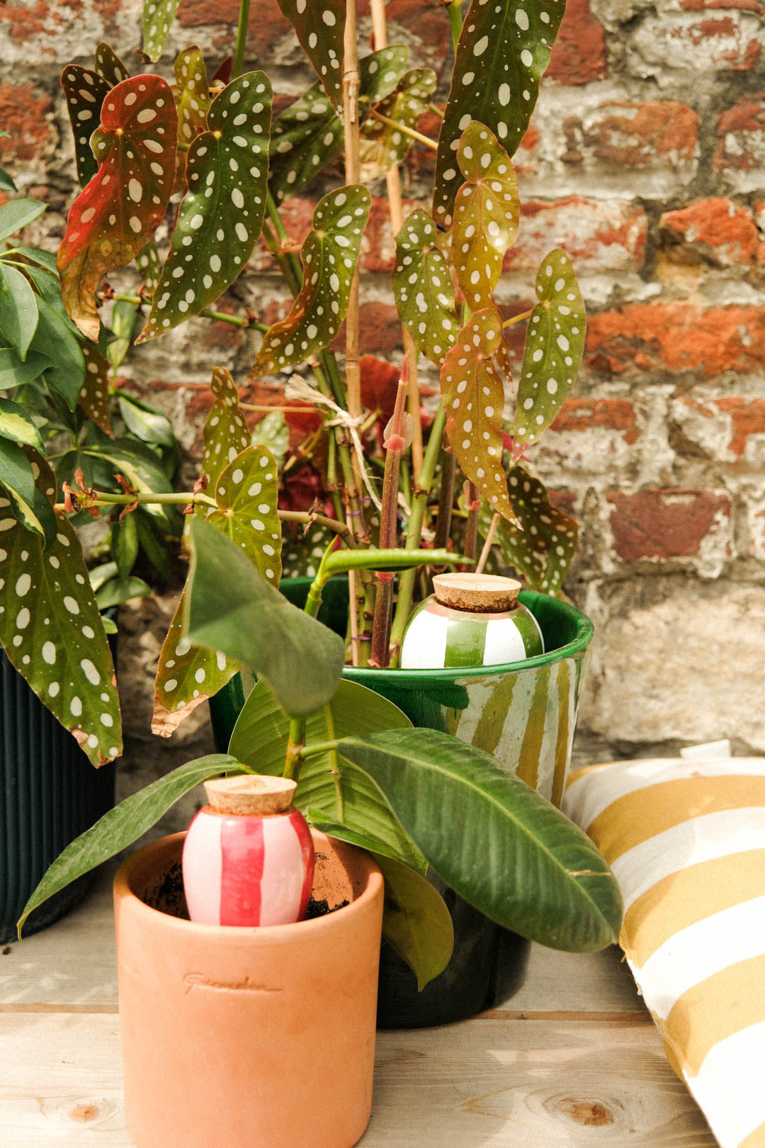 Mini Olla Trio Striped